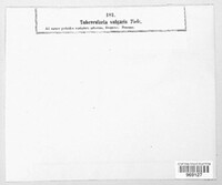 Tubercularia vulgaris image